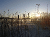 03012009_baltic_sea_iv.gif